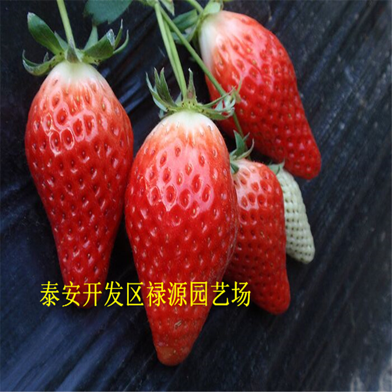 宝交草莓苗、宝交草莓苗果实大