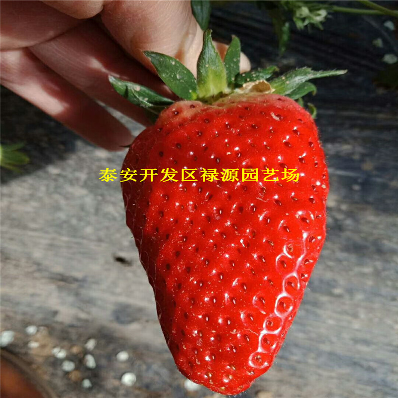 山东丰香草莓苗、丰香草莓苗报价图片