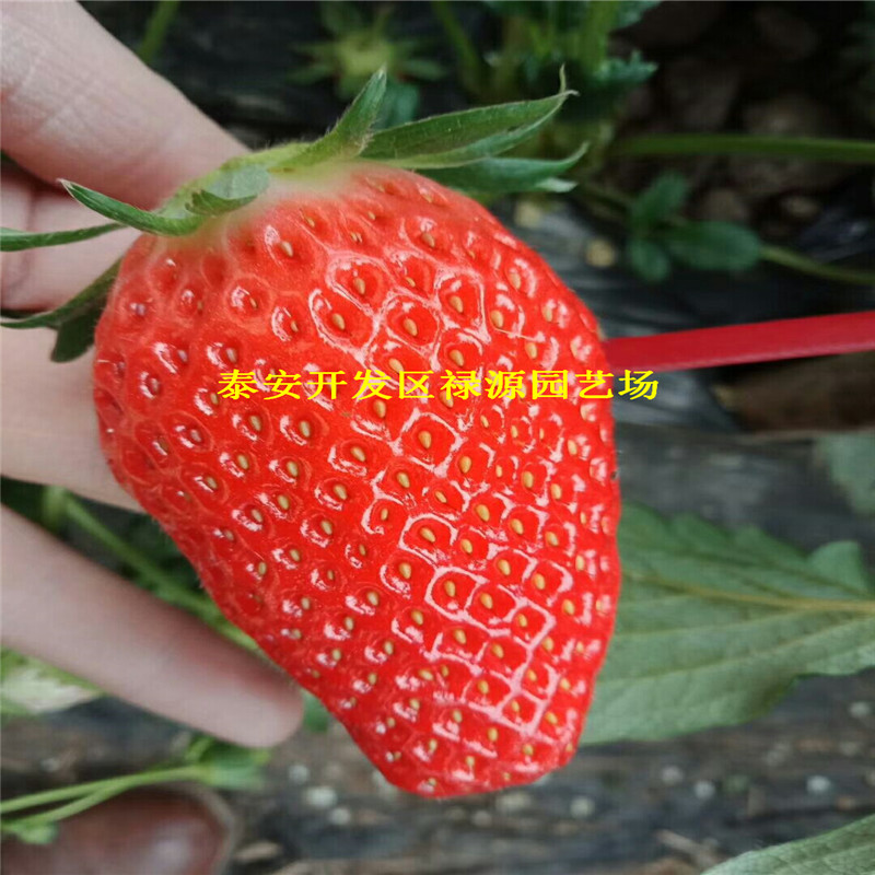天赐草莓苗销售单价多少、天赐草莓苗单株价格多少