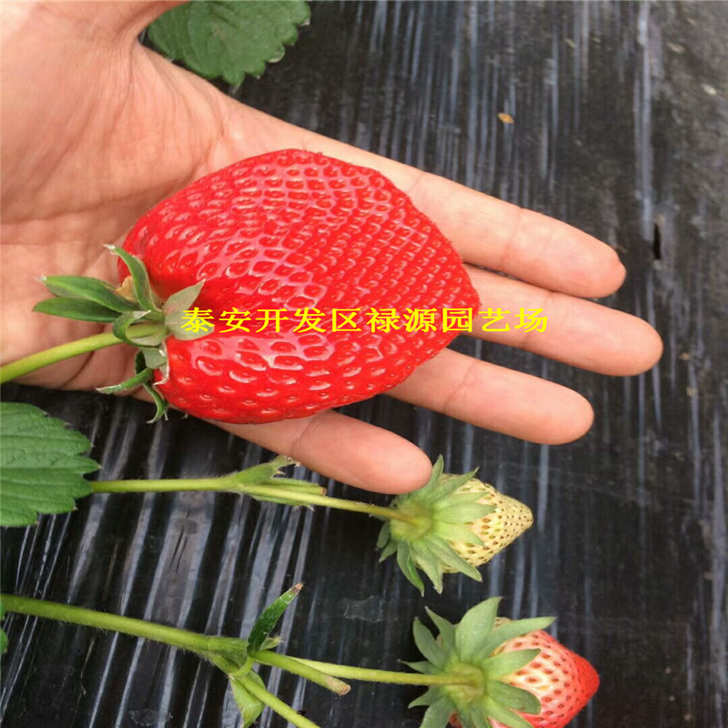 口感好的奥巴草莓苗、奥巴草莓苗一棵价格多少钱