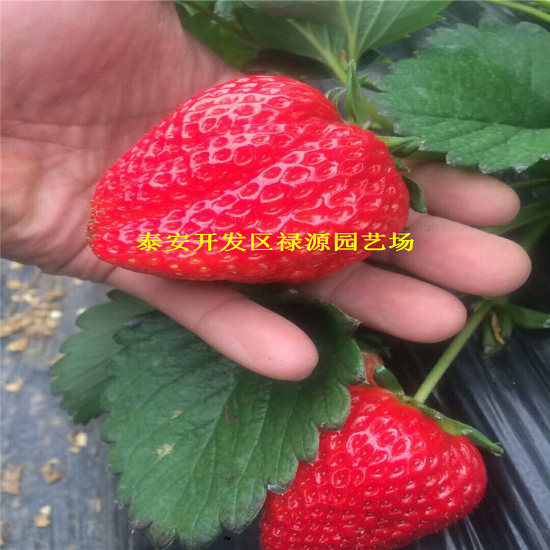 好的四季草莓苗、四季草莓苗脱毒苗价格