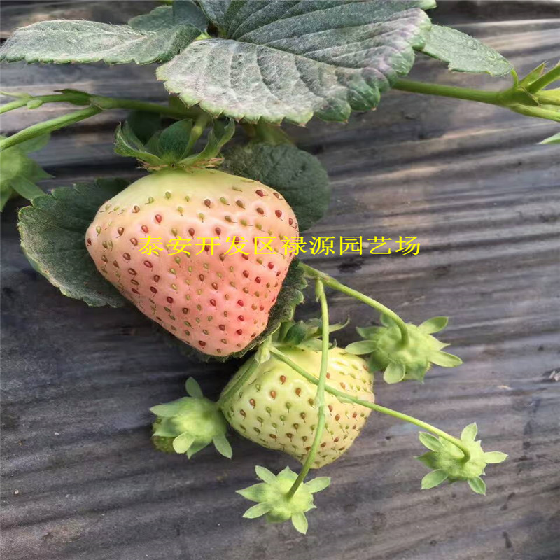 2018四季圣安德瑞斯草莓苗、四季圣安德瑞斯草莓苗价格
