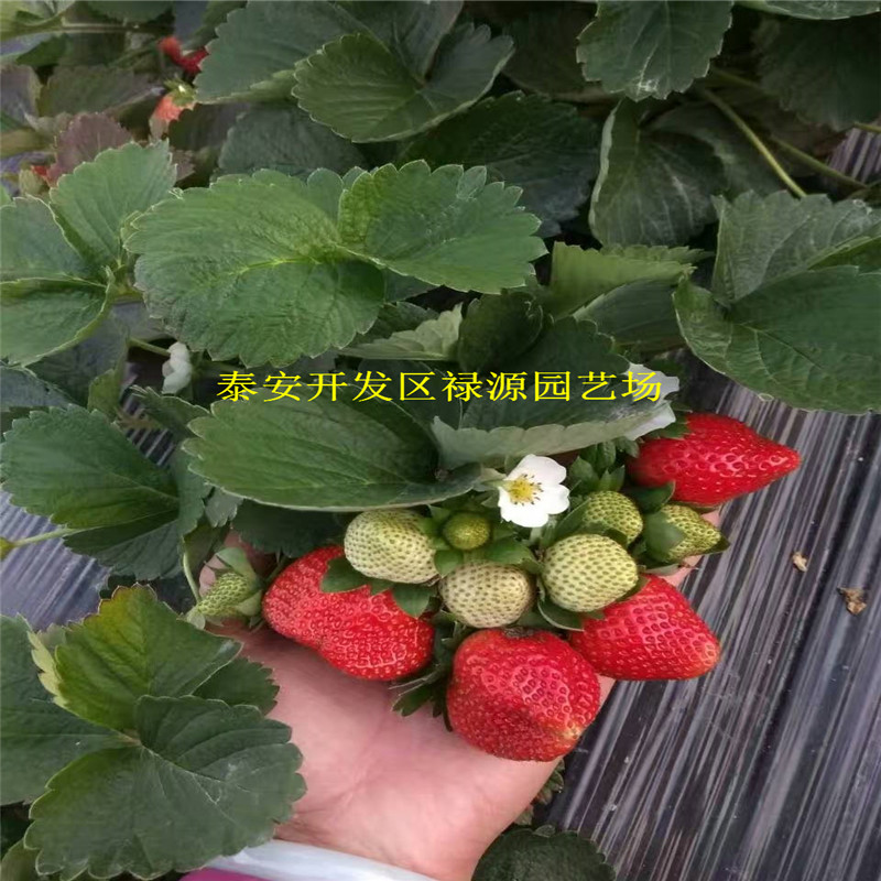 山东草莓苗、草莓苗果实大