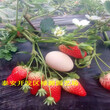 2018雪兔草莓苗、雪兔草莓苗产量高图片