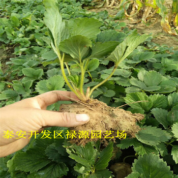 山东戈雷拉草莓苗、戈雷拉草莓苗果实大