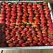 山东土特拉草莓苗、土特拉草莓苗一棵多少钱价格