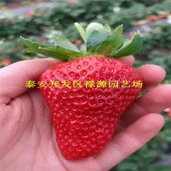 成活率高的久能早生草莓苗、久能早生草莓苗基地批发