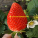 成活率高的小白草莓苗、小白草莓苗果实大