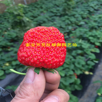 隋株草莓苗、隋株草莓苗特征特性