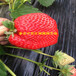 脱毒一代咖啡草莓苗多少钱批发、大棚草莓苗亩栽多少棵