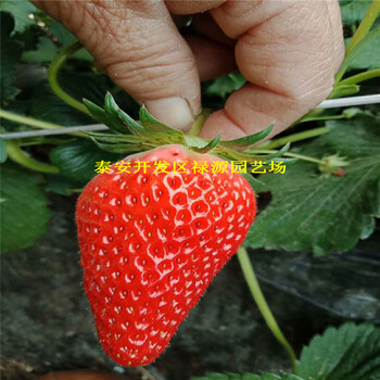 耐储运的中莓4号草莓苗、中莓4号草莓苗厂家价格便宜