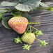 二代森嘎拉草莓苗多少钱一颗、脱毒一代草莓苗价格