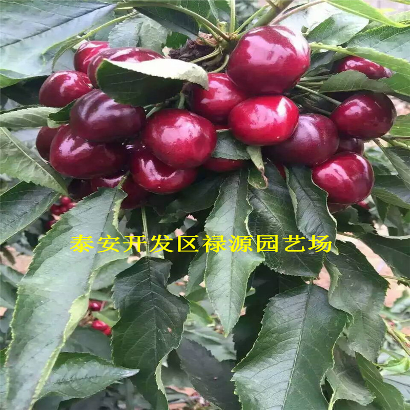 書香草莓苗盛果期畝產(chǎn)多少斤、書香草莓苗幾年達到豐產(chǎn)期