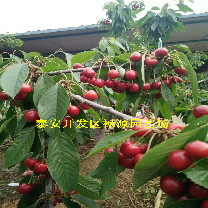 書香草莓苗盛果期畝產(chǎn)多少斤、書香草莓苗幾年達到豐產(chǎn)期