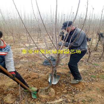 法兰地草莓苗一棵的价格、法兰地草莓苗多少钱一棵的价格