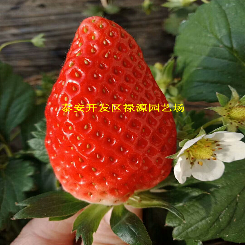 今年京藏香草莓苗盛产期亩产多少斤
