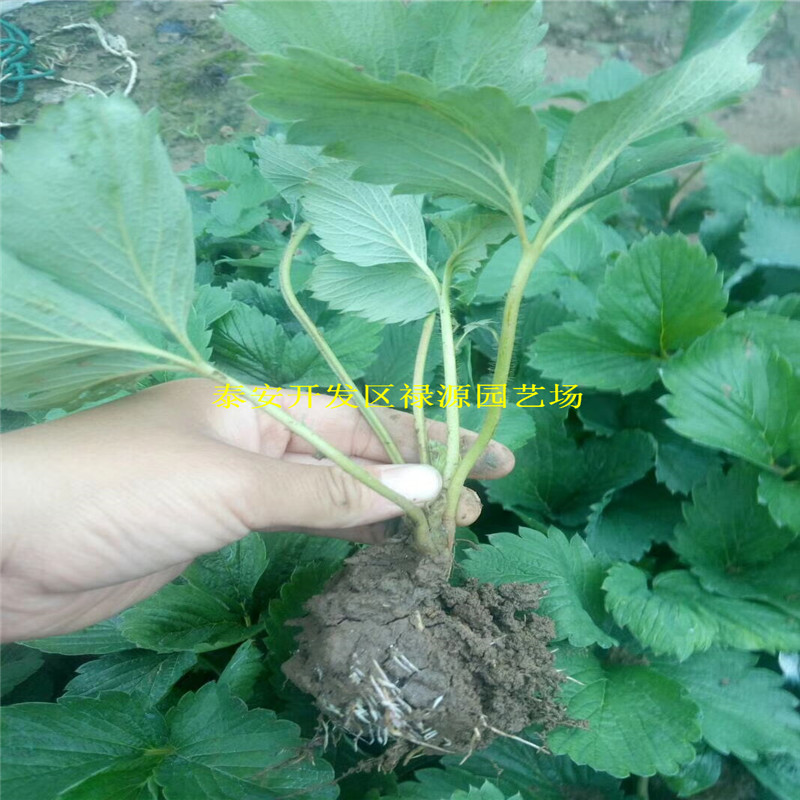 巧克力草莓苗一棵的價(jià)格、巧克力草莓苗多少錢一棵的價(jià)格