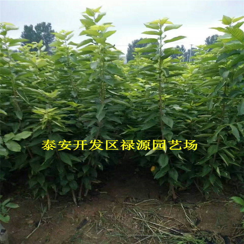 8號(hào)5公分幾年結(jié)果、8號(hào)一棵價(jià)格是多少