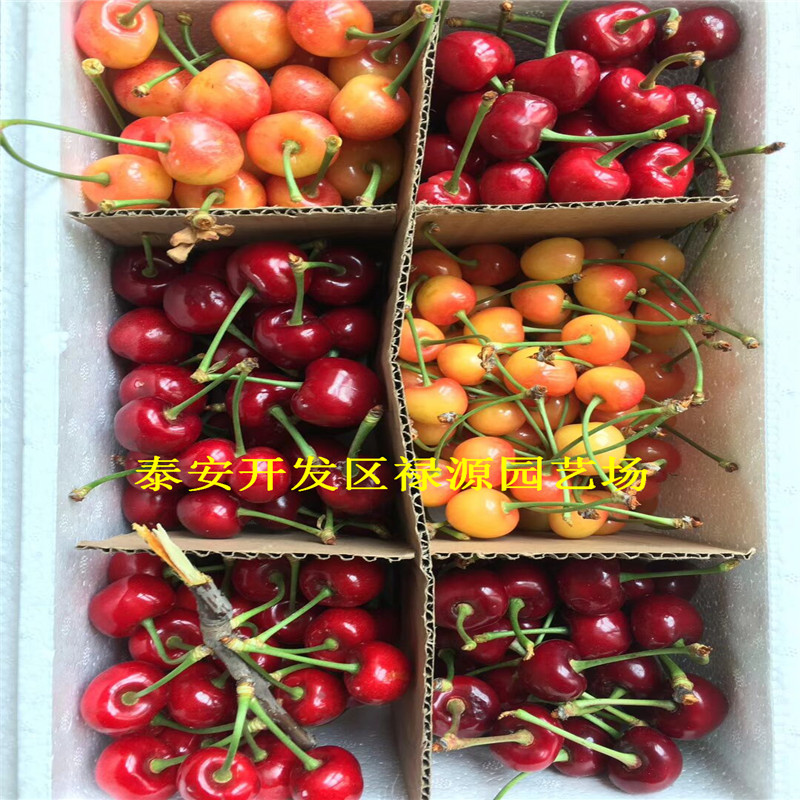 8號(hào)5公分幾年結(jié)果、8號(hào)一棵價(jià)格是多少
