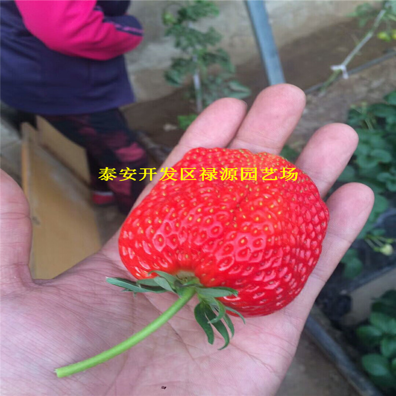 脱毒二代妙香草莓苗