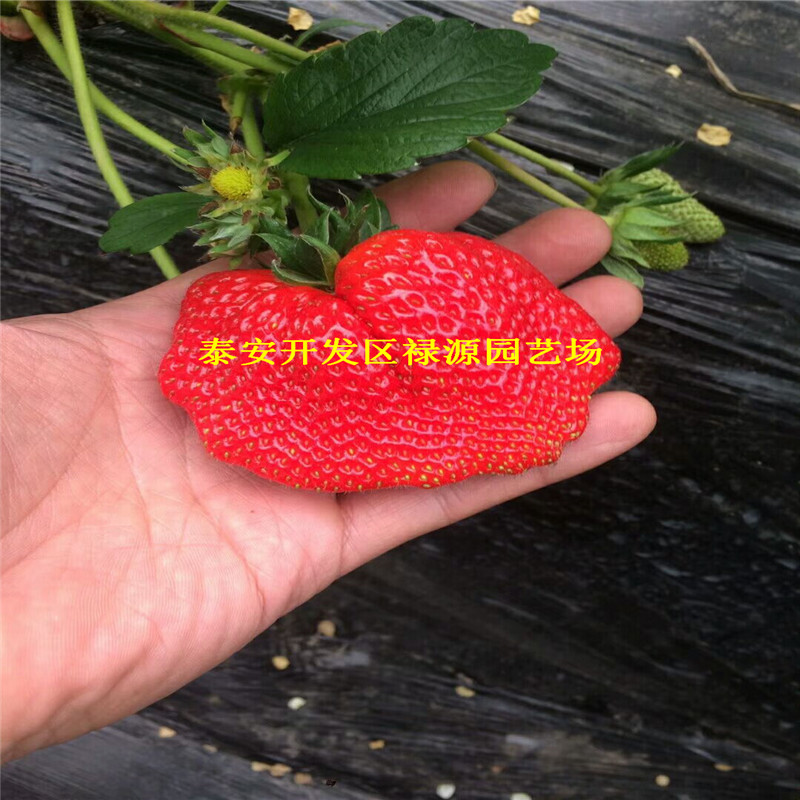 2018年晶瑤草莓苗一棵多少錢
