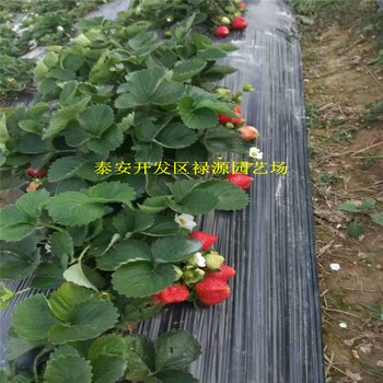 脫毒二代天賜草莓苗一棵的價(jià)格多少