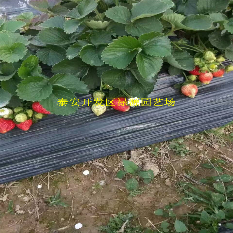 2018年紅花草莓苗