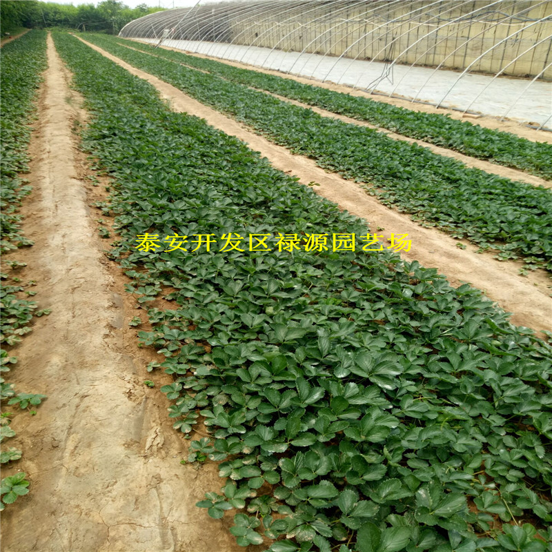 山東中莓6號草莓苗種植基地