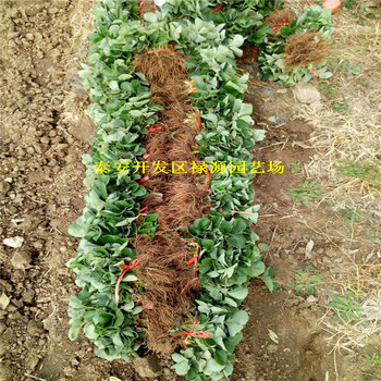 苗妙香草莓苗種植基地
