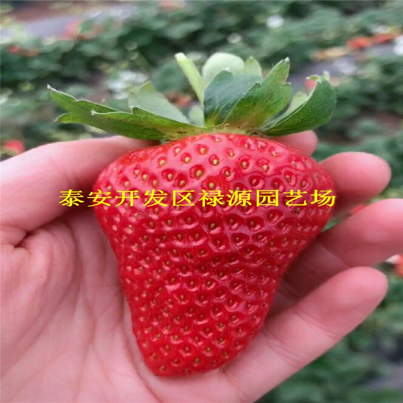 脫毒二代小白草莓苗畝產(chǎn)量收益多少錢