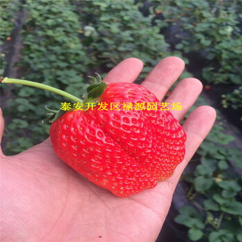 红颊草莓苗施什么底肥、红颊草莓苗一株产果多少斤