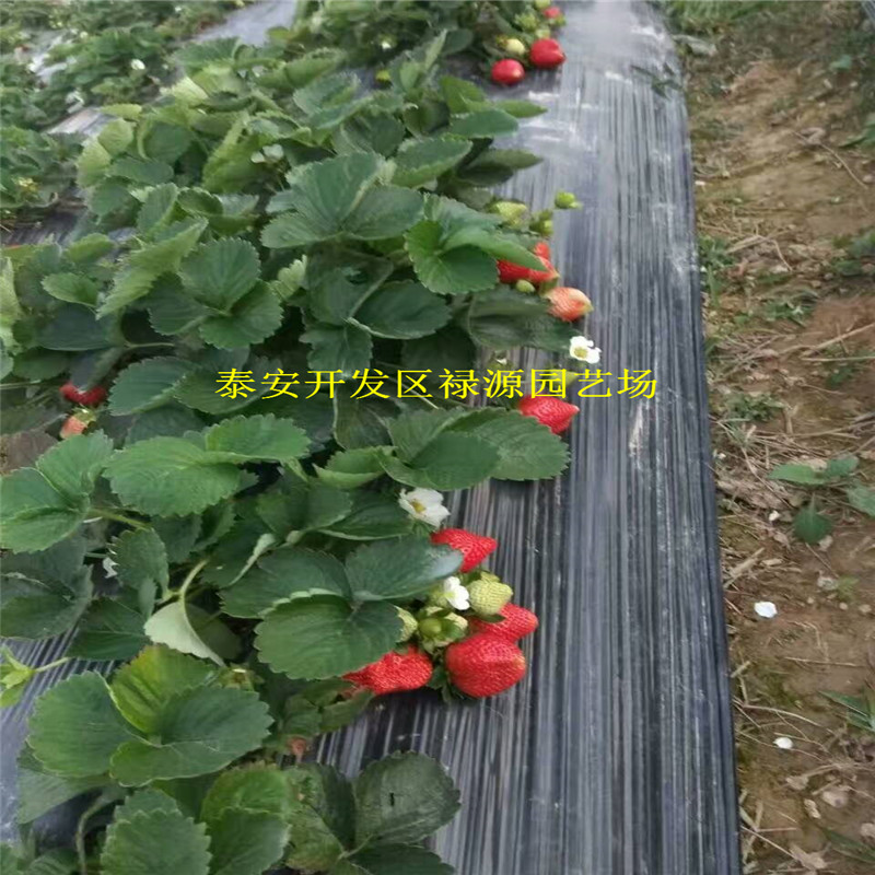 愛娘草莓苗大棚種植株距是多少、愛娘草莓苗技術(shù)指導(dǎo)