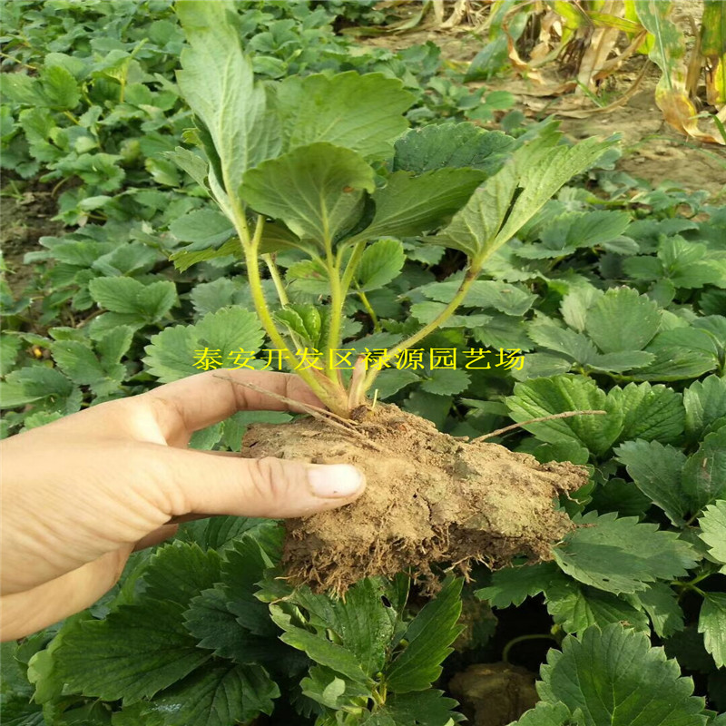 寧豐草莓苗脫毒苗什么價(jià)格、寧豐草莓苗高度有多少公分