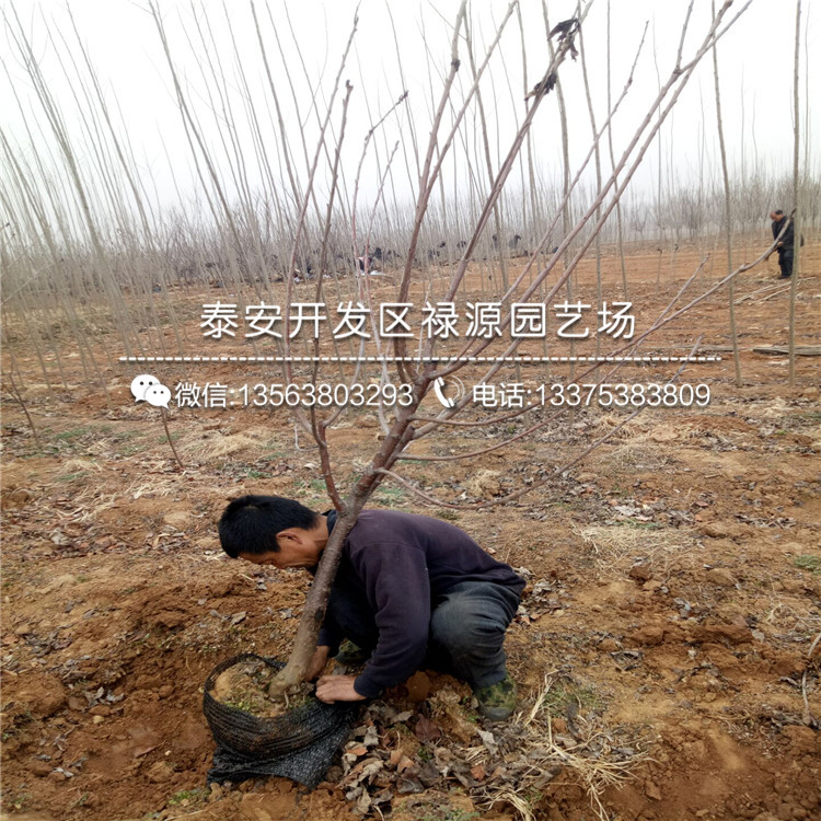 山東矮化吉塞拉12號(hào)佔(zhàn)木苗價(jià)格多少錢一棵