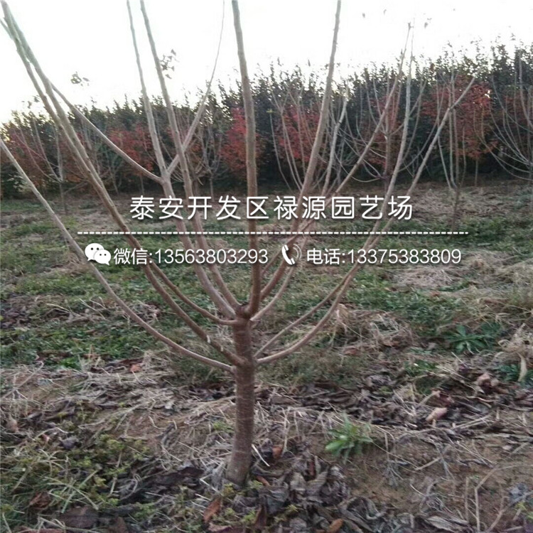 什么地方有吉塞拉6號(hào)佔(zhàn)木苗供應(yīng)基地在那里