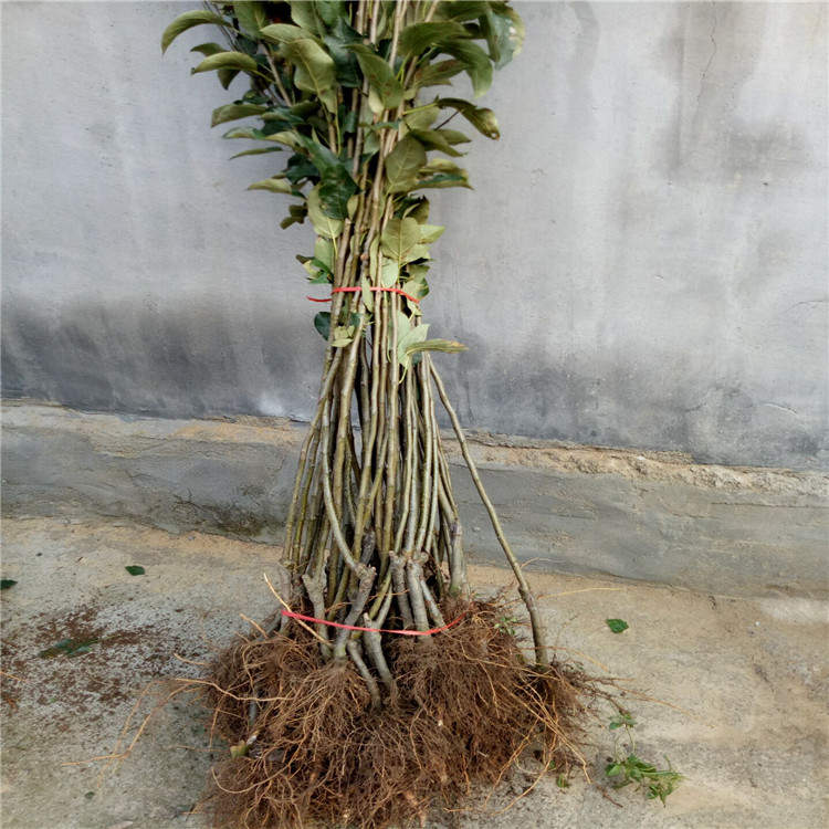 新疆阿克蘇蘋果苗基地、新疆阿克蘇蘋果苗種植技術(shù)
