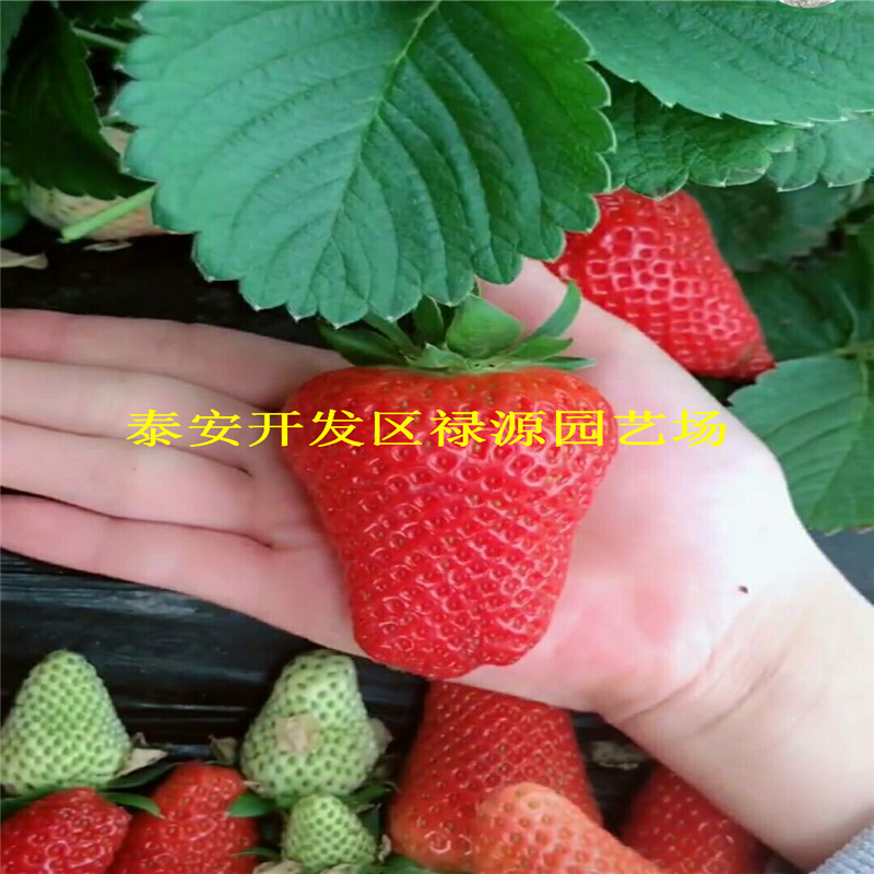 露天太空2008草莓苗價格咨詢