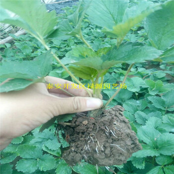 大棚豐香草莓苗價(jià)錢多少