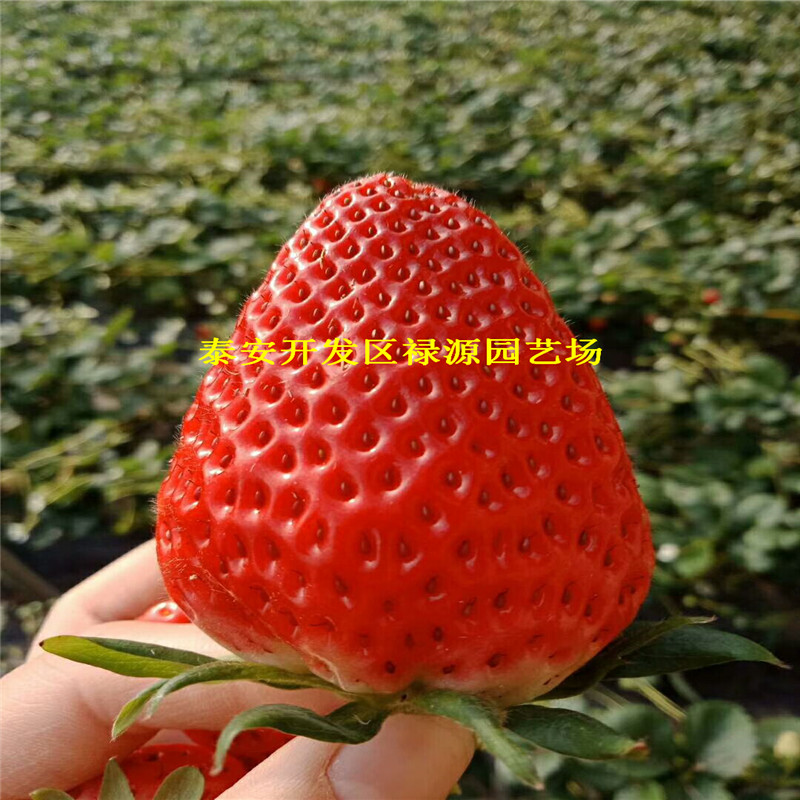 弗杰尼亞草莓苗新報價
