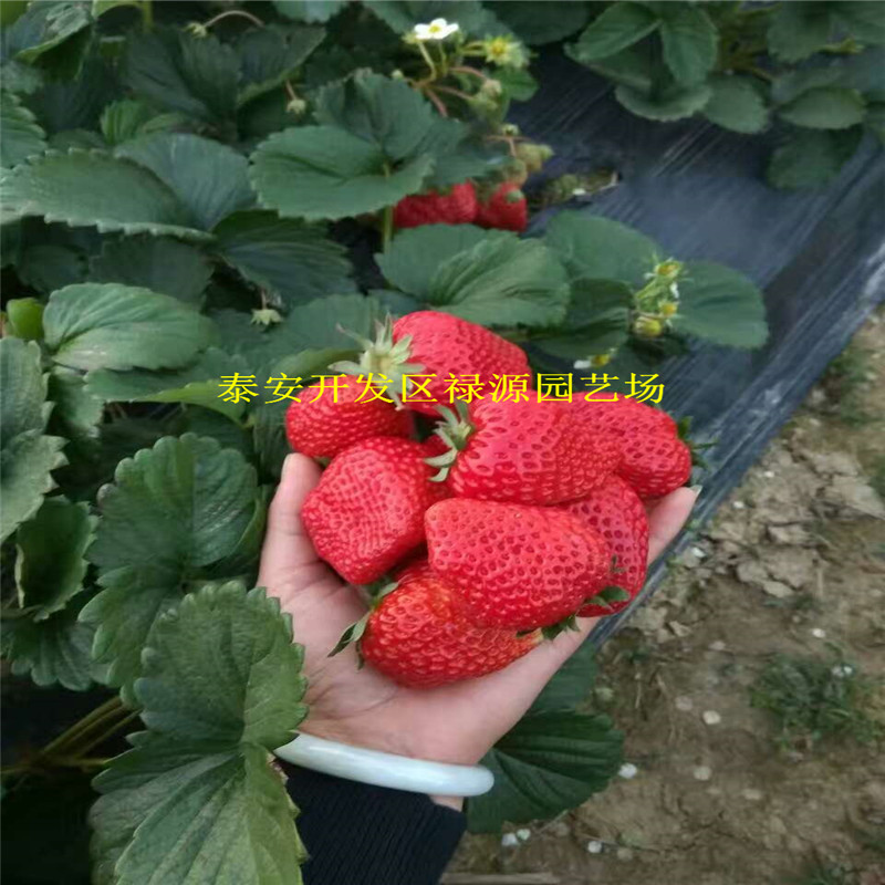 露天佐賀清香草莓苗零售價(jià)格
