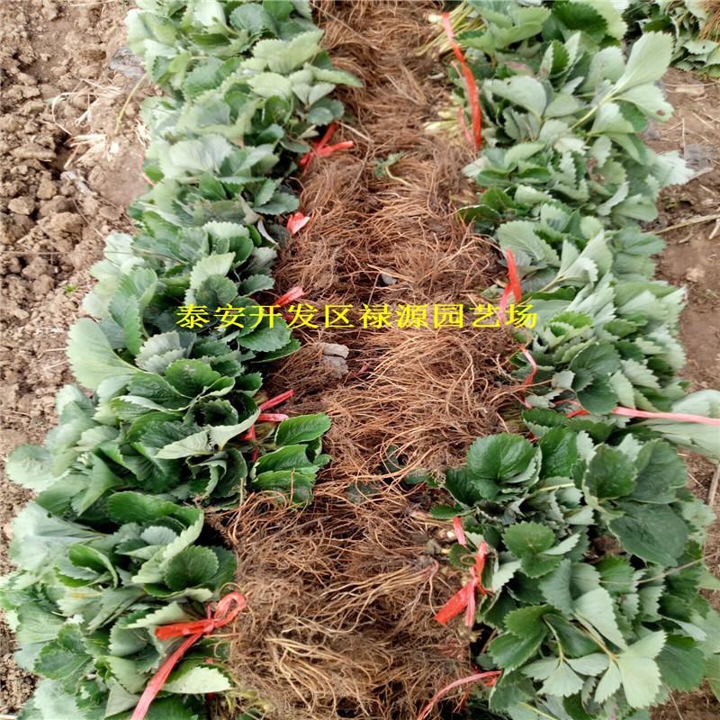 新品種紅玫瑰草莓苗多少錢