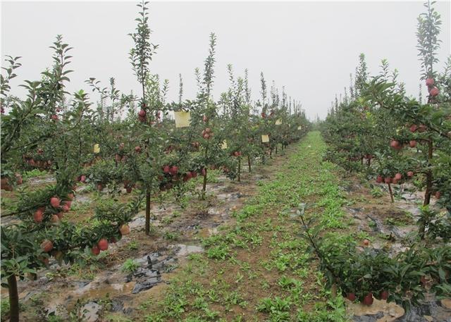 山东新品种黑苹果苗