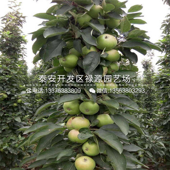 今年信濃紅蘋果苗、m26矮化信濃紅蘋果苗哪家好