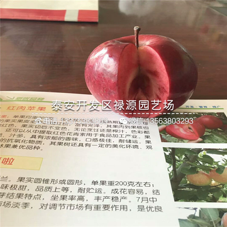 m9t337矮化姬娜苹果苗口感怎么样