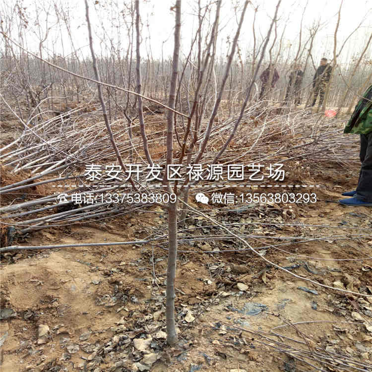 一亩地种植多少棵千雪苹果苗、千雪苹果苗一棵多少钱