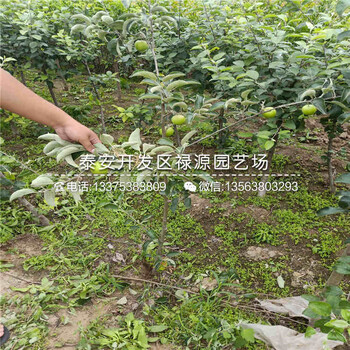 矮化5公分蘋(píng)果苗供應(yīng)信息、矮化5公分蘋(píng)果苗出售多少錢(qián)一棵