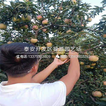什么地方有紅富士蘋果苗、紅富士蘋果苗排名