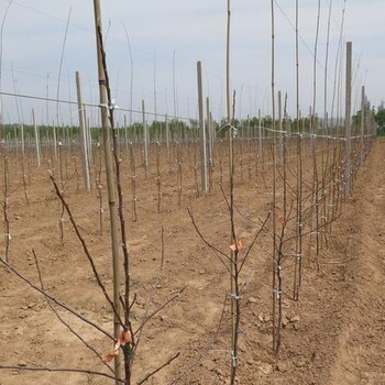 种植黑钻苹果苗、黑钻苹果苗冬季管理技术