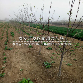 美國(guó)八號(hào)蘋(píng)果苗矮化蘋(píng)果苗蘋(píng)果樹(shù)苗施肥技術(shù)