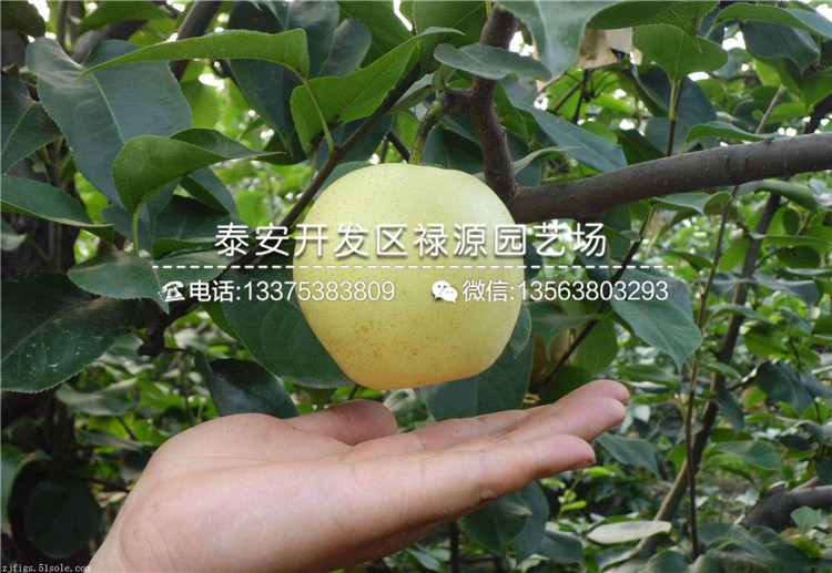 嫁接三公分紅星梨樹苗的特點在哪里?